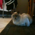 pin's picture pin's picture