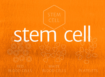 Stem Cell transplantation Stem Cell transplantation