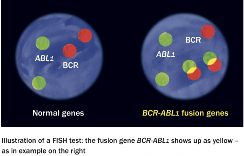 FISH Diagram