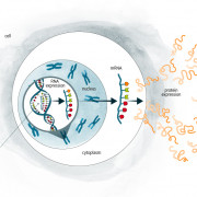 A diagrammatic representation of cellular integration