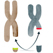 A diagrammatic representation of the BCR and ABL1 genes swapping