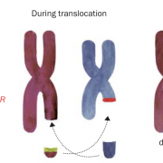 Diagram of CML translocation